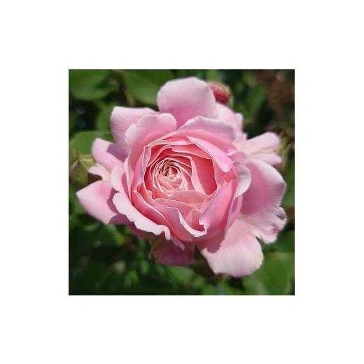 ふるさと納税 雑貨・日用品 苗木 埼玉県 飯能市 Apple Roses バラ苗『ストロベリー・スウィング』大苗6号ポット植え 52210664