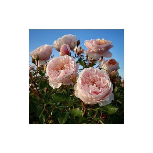ふるさと納税 埼玉県 飯能市 [Apple Roses]バラ苗『メーヴェ』大苗6号ポット植え