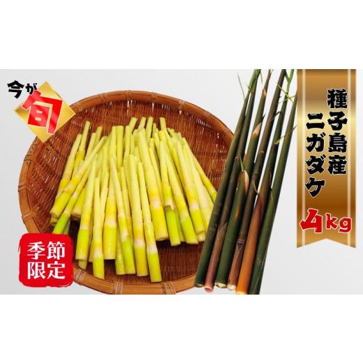 ふるさと納税 野菜類 山菜 鹿児島県 西之表市  5月〜6月 先行予約 種子島 産 ニガダケ 4kg NFN407 675pt 筍 美味しい タケノコ 春 特産品 特産 甘い 味噌汁 …の画像