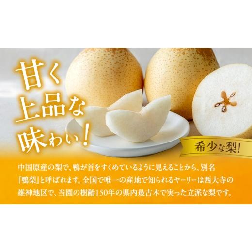 ふるさと納税 梨 岡山県 瀬戸内市 梨 2026年 先行予約 備前乙女梨（鴨梨） 5〜6玉 合計約3kg 11月下旬〜12月中旬頃発送 ナシ なし 岡山県産 国産 フルーツ 果…の画像