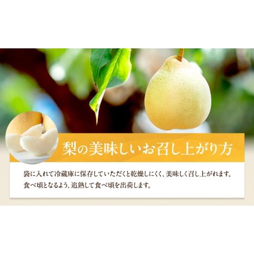 ふるさと納税 梨 岡山県 瀬戸内市 梨 2026年 先行予約 備前乙女梨（鴨梨） 5〜6玉 合計約3kg 11月下旬〜12月中旬頃発送 ナシ なし 岡山県産 国産 フルーツ 果…の画像