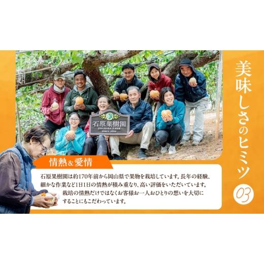 ふるさと納税 梨 岡山県 瀬戸内市 梨 2026年 先行予約 備前乙女梨（鴨梨） 5〜6玉 合計約3kg 11月下旬〜12月中旬頃発送 ナシ なし 岡山県産 国産 フルーツ 果…の画像