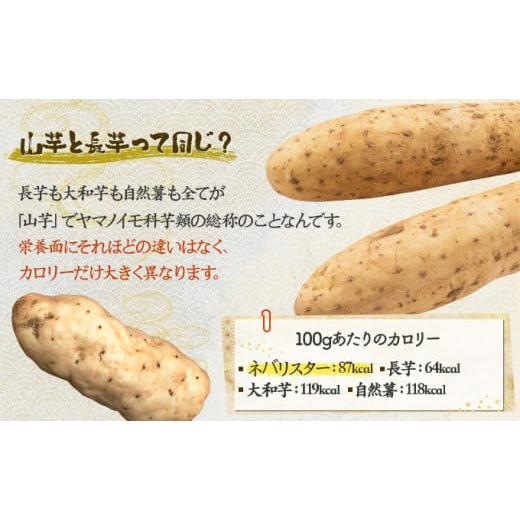 山芋 規格外品 10k 山芋 大和芋 やまといも 群馬県産 16～20本