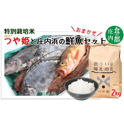 ふるさと納税 旬の鮮魚等 山形県 三川町 食の都庄内 井上農場の特別栽培米つや姫2kg&庄内浜のおまかせ鮮魚セット