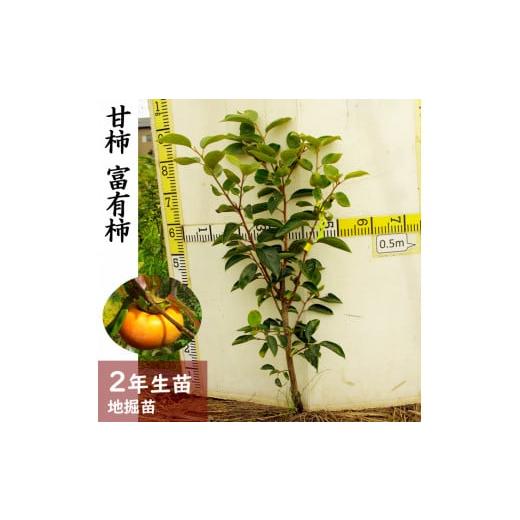 ふるさと納税 雑貨・日用品 苗木 京都府 亀岡市 すだ農園 2年生 苗木 カキ(甘柿)富有(ふゆう) ふるい苗 2024年 北海道・沖縄・離島への配送不可 2025年11月中…