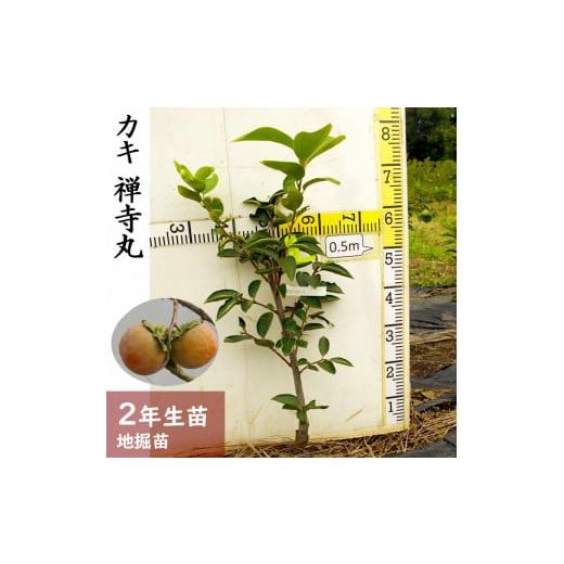 ふるさと納税 雑貨・日用品 苗木 京都府 亀岡市 すだ農園 2年生 苗木 カキ(不完全甘柿) 禅寺丸(ぜんじまる) ふるい苗 2024年 北海道・沖縄・離島への発送不可…