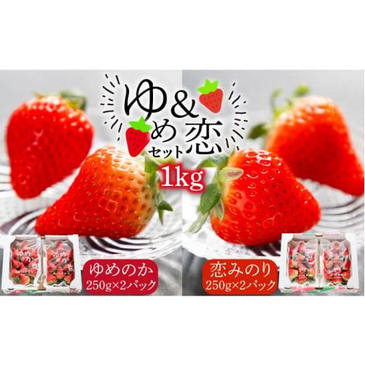 ふるさと納税 いちご 長崎県 壱岐市 いちご 先行予約 ゆめのか 恋みのり いちご 計1kg(250g×4パック) 2026年2月以降順次発送 いちご 苺 イチゴ 食べ比べ 果…