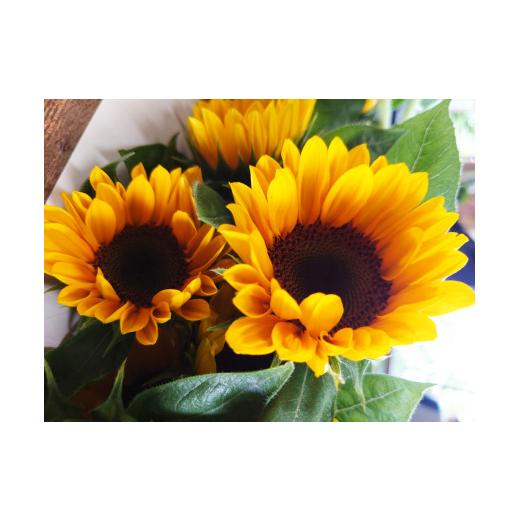 ふるさと納税 雑貨・日用品 花 埼玉県 杉戸町 ひまわり 切り花 15本前後 | ひまわり ヒマワリ 向日葵 himawari 切り花 切花 きりばな 生花 フラワー プレゼン…