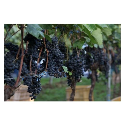 ふるさと納税 神奈川県 相模原市 さがみの夢ワイン　飲みくらべ3本セット（「プレミアム」、「レギュラー」、「フルーティーブレンド」各1本） アルコール度数12 5％ 720ml　1本 プレミアム 酸化防止剤 亜硫酸塩