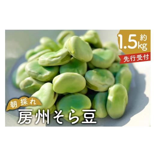 ふるさと納税 豆類 千葉県 南房総市 先行受付 2026年4月25日頃〜5月中旬発送予定 朝採れ房州そら豆1.5kg mi0046-0003 ソラマメ 豆 おつまみ 朝採れ 新鮮