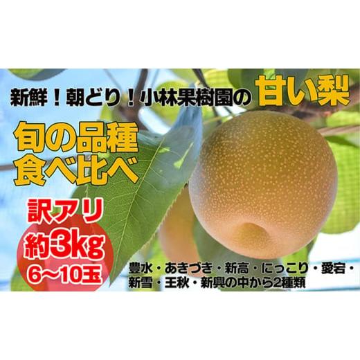 ふるさと納税 茨城県 常総市 [訳アリ!先行予約・8月下旬以降発送]小林果樹園の梨 6〜10玉 約3kg [朝どり みずみずしい 梨 なし ナシ 甘い フルーツ 果物 …