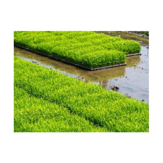 ふるさと納税 島根県 雲南市 【定期便6か月連続お届け】「吉田げんき米」コシヒカリ8kg（2kg×4）【島根県産 雲南市産 ブランド米 米 お米 白米 コメ こめ お… 米、ごはん