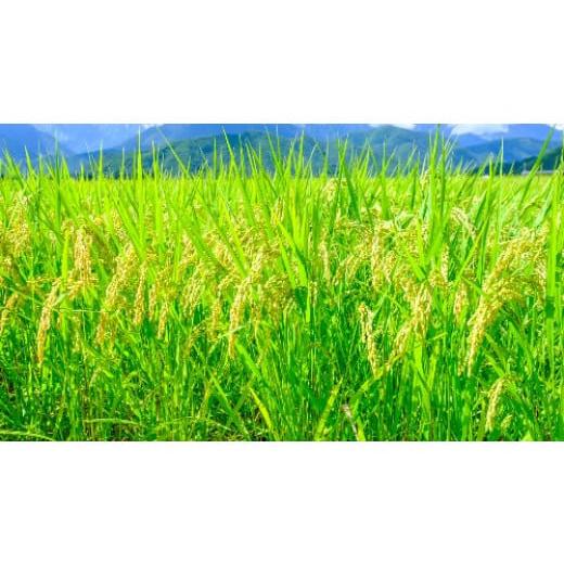 ふるさと納税 島根県 雲南市 【定期便6か月連続お届け】「吉田げんき米」コシヒカリ8kg（2kg×4）【島根県産 雲南市産 ブランド米 米 お米 白米 コメ こめ お… 米、ごはん