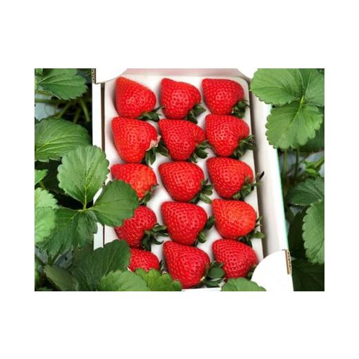 ふるさと納税 いちご 埼玉県 横瀬町 いちご「あまりん」1ホール(12〜15粒)| いちご イチゴ あまりん 埼玉県産ブランドいちご あまい 小松沢レジャー農園 埼…