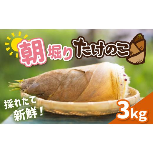 ふるさと納税 山菜・きのこ 熊本県 玉名市 朝掘りたけのこ 約3kg | 野菜 やさい 山菜 たけのこ タケノコ 熊本県 玉名市