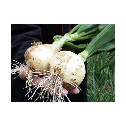 ふるさと納税 野菜類 玉ねぎ 兵庫県 南あわじ市  あさひサンファーム 兵庫県認証 特別栽培 淡路島新たまねぎ 5kg （配送3月上旬〜）の画像