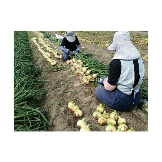 ふるさと納税 野菜類 玉ねぎ 兵庫県 南あわじ市  あさひサンファーム 兵庫県認証 特別栽培 淡路島新たまねぎ 5kg （配送3月上旬〜）の画像