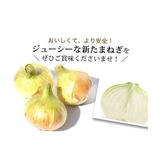 ふるさと納税 野菜類 玉ねぎ 兵庫県 南あわじ市  あさひサンファーム 兵庫県認証 特別栽培 淡路島新たまねぎ 5kg （配送3月上旬〜）の画像
