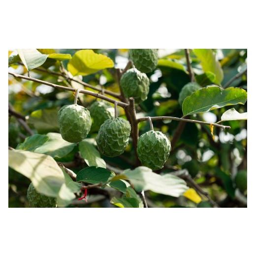 ふるさと納税 果物類 沖縄県 宮古島市 2026年1月上旬 北海道は3月上旬発送 宮古島産アテモヤ約1kg(2〜6個入り)CV07