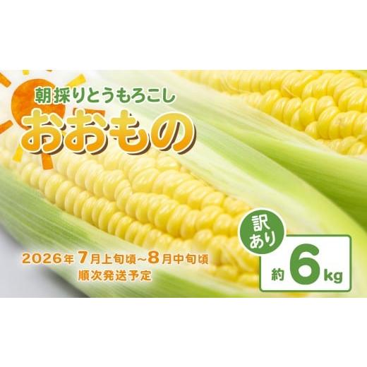 ふるさと納税 とうもろこし 茨城県 下妻市 訳あり 先行予約 下妻産 朝採りとうもろこし ( おおもの ) 約6kg 2026年7月上旬〜8月中旬ころ順次発送予定 とう…