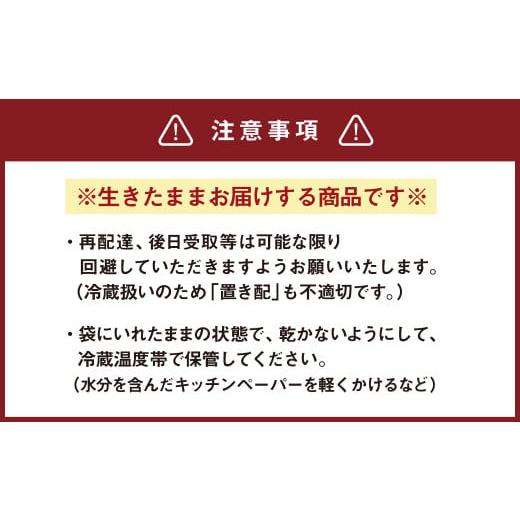 ふるさと納税 熊本県 熊本市 本はまぐり 合計1kg（500g×2袋）希少 はまぐり 蛤 貝 魚介｜furusatochoice｜07