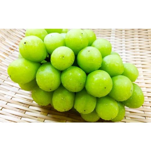 ふるさと納税 ぶどう マスカット 島根県 益田市 先行予約 待ちきれない シャインマスカット 2房 シャインマスカット 大粒 先行予約 しゃいんますかっと マス…