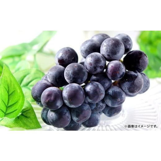 ふるさと納税 果物類 ぶどう 島根県 益田市 先行予約 黒い宝石「種なしピオーネ」2kg ピオーネ 2kg ぶどう 種無し ピオーネ種無し ぴおーね ブドウ 葡萄 3房…