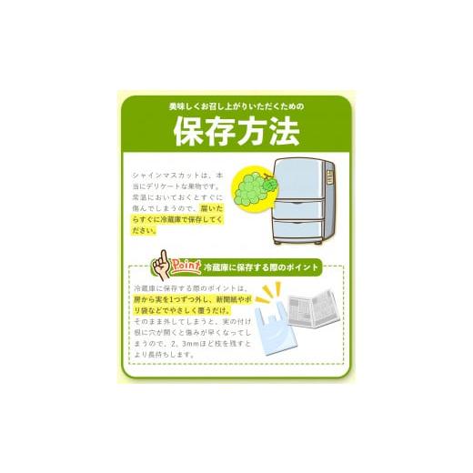 ふるさと納税 和歌山県 紀の川市 シャインマスカット 大粒 約1.2kg(600g前後×2)ｍ＆ｎ果実園《8月下-10月上旬頃より出荷予定》和歌山県 紀の川市｜furusatochoice｜05