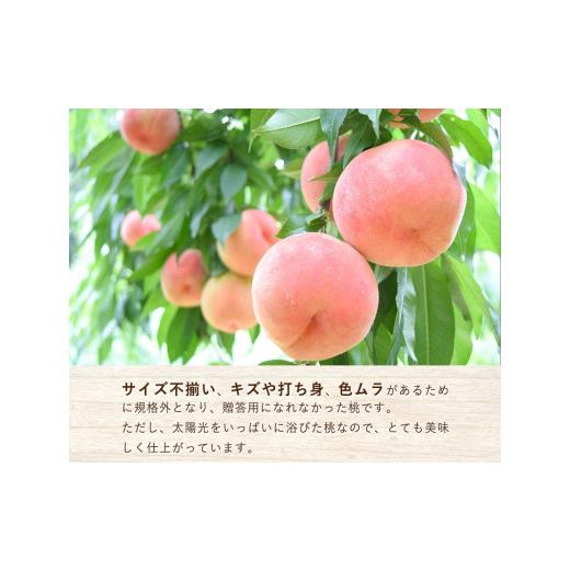ふるさと納税 もも 和歌山県 紀の川市  2026年先行予約 あら川の桃 (ご家庭用) 約1.5-2kg (7-8個) 橋村農園《2026年6月下旬〜8月上旬頃出荷》和歌山県 紀の川…の画像
