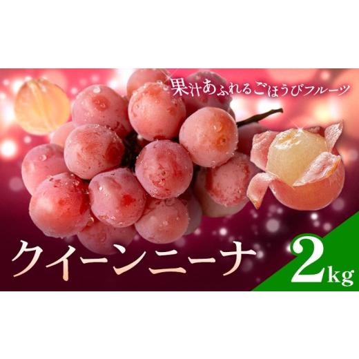 ふるさと納税 果物類 ぶどう 鹿児島県 さつま町 ぶどう ブドウ クイーンニーナ 2kg [8月下旬-9月中旬頃出荷] 大藏果樹園 フルーツ おやつ 甘い 果物 くだも…