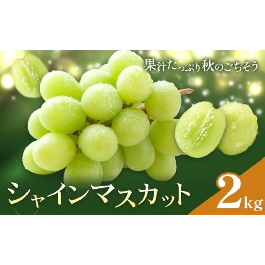 ふるさと納税 ぶどう マスカット 鹿児島県 さつま町 ぶどう シャインマスカット マスカット 2kg [8月下旬-10月上旬頃出荷] 大藏果樹園 フルーツ おやつ 甘い…