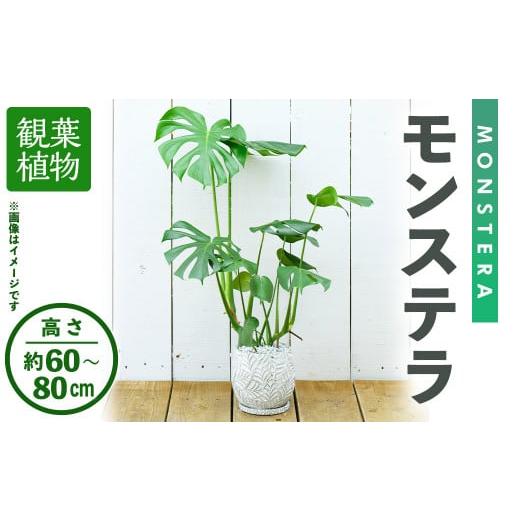 ふるさと納税 大阪府 箕面市 [観葉植物]モンステラ(高さ約60〜80cm・巾約40cm、陶器鉢・受け皿付)インテリア 植物 鉢 観葉植物 大型 インテリア 開店祝い …