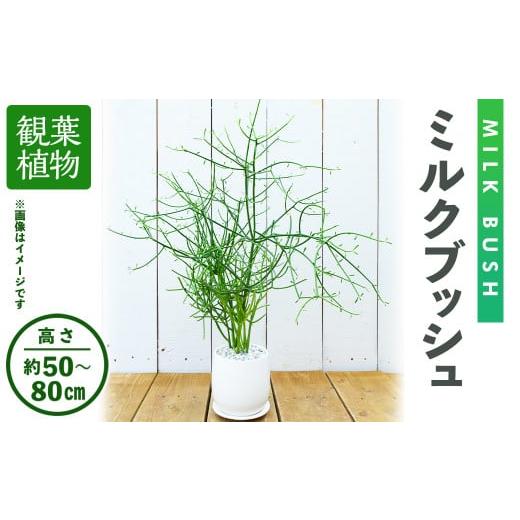 ふるさと納税 大阪府 箕面市 [観葉植物]ミルクブッシュ(高さ約50〜80cm、巾約40cm・陶器鉢・受け皿付) [アイエヌエー]