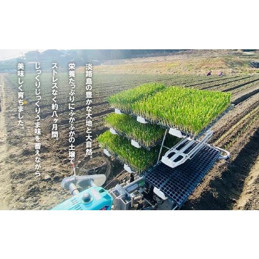ふるさと納税 野菜類 玉ねぎ 兵庫県 淡路市  新たまねぎ 淡路島たまねぎ(5キロ) 発送時期：2026年5月頃 5kg