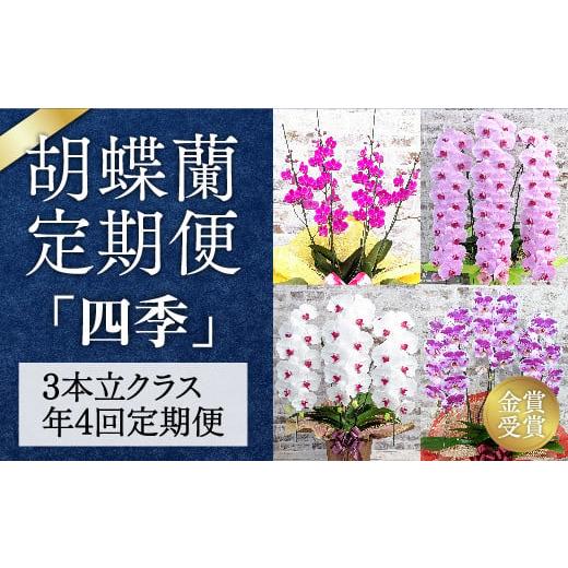 ふるさと納税 雑貨・日用品 花 山口県 山口市 A019 [季節の胡蝶蘭定期便]