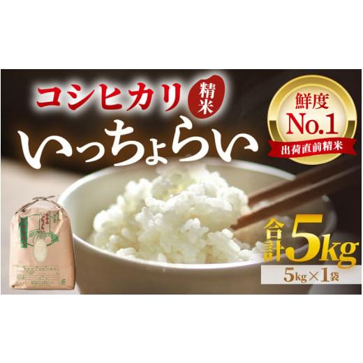 ふるさと納税 米 コシヒカリ 福井県 あわら市 令和7年産・新米 一等米 いっちょらい 精米 5kg / 福井県産 ブランド米 ご飯 白米 お米 コメ 新鮮 大賞 受賞 …