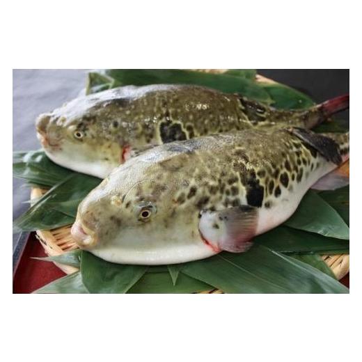 ふるさと納税 フグ 山口県 周南市 国内産高級とらふぐの刺身2皿セット(4〜5人前) 配達不可地域有_6