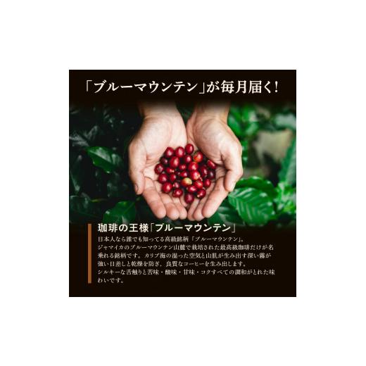 ふるさと納税 コーヒー コーヒー豆 福岡県 久留米市 毎月届く ブルーマウンテン300g・豆コース 3ヶ月コース(100g×3)_ブルーマウンテン No.1 ジャマイカ産 豆 …_2