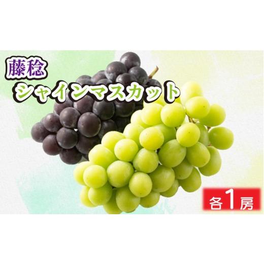 ふるさと納税 ぶどう 巨峰 徳島県 阿波市 シャインマスカット 藤稔 ぶどう セット 約1kg 各1房 出荷時期:2026年8月中旬〜8月下旬頃 フルーツ 果物 葡萄 詰め…