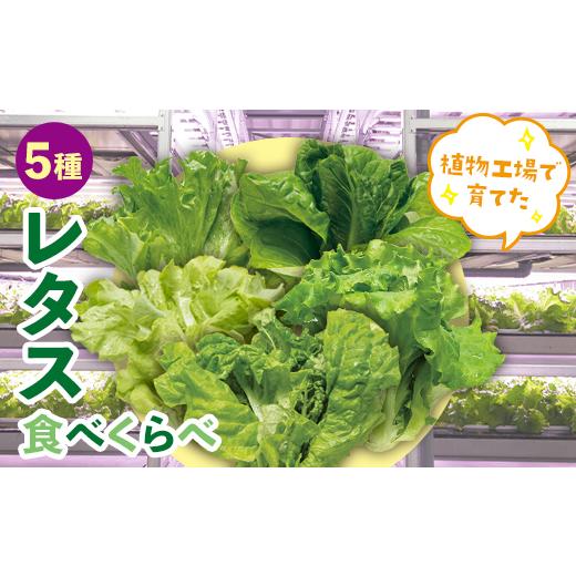 ふるさと納税 セット・詰合せ 福島県 白河市 植物工場で育てた5種のレタス食べくらべセット 10パック F23R-784の画像