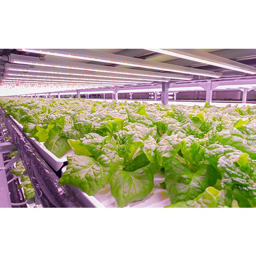 ふるさと納税 セット・詰合せ 福島県 白河市 植物工場で育てた5種のレタス食べくらべセット 10パック F23R-784の画像