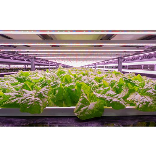 ふるさと納税 セット・詰合せ 福島県 白河市 植物工場で育てた5種のレタス食べくらべセット 10パック F23R-784の画像