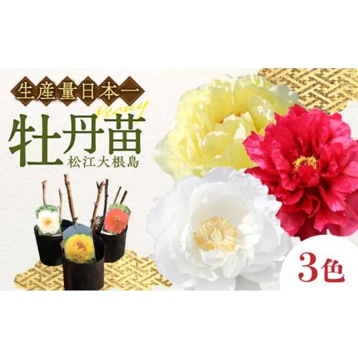 ふるさと納税 雑貨・日用品 苗木 島根県 松江市 牡丹 松江大根島牡丹苗(3色セット) 島根県松江市/島根県農業協同組合くにびき地区本部 ALBC002 |ボタン ぼた…
