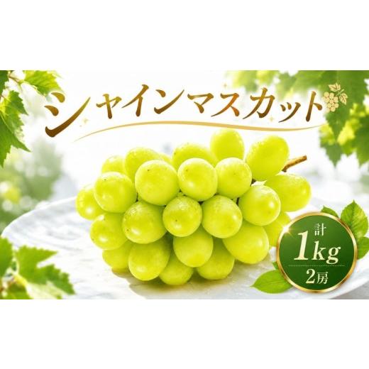 ふるさと納税 ぶどう マスカット 茨城県 鉾田市 9月より順次発送 シャインマスカット 約1kg 鉾田市産シャインマスカット ほこたしさんシャインマスカット マ…