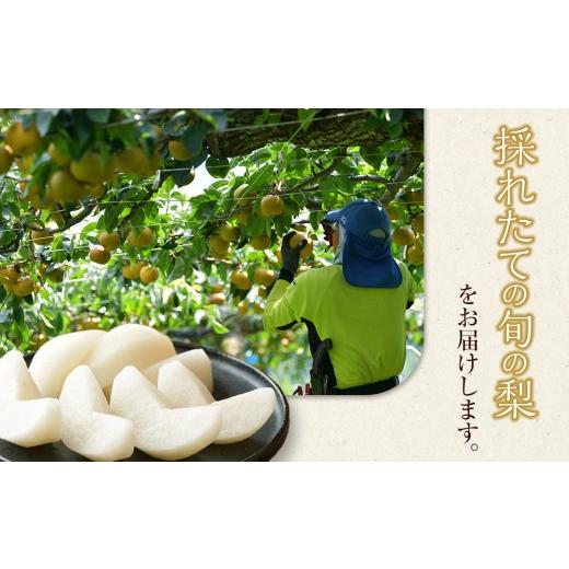 ふるさと納税 梨 鳥取県 北栄町 梨 王秋 10kg（JA） 2026年10月下旬〜11月下旬頃に順次発送予定 梨 なし ナシ 王秋 フルーツ 果物 鳥取県 北栄町 おすすめ 人…の画像