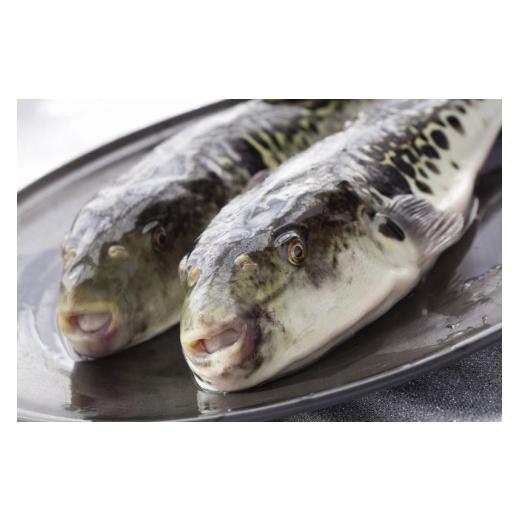 ふるさと納税 フグ 山口県 周南市  着日指定可 国産とらふくちり鍋セット（約2人前）_6