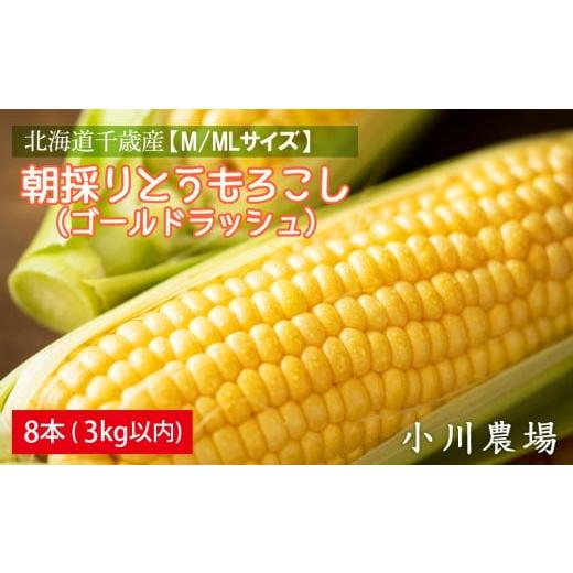 ふるさと納税 とうもろこし 北海道 千歳市 2026年発送予約 北海道千歳産 M/MLサイズ 朝採りとうもろこし(ゴールドラッシュ)8本 3kg以内 小川農場