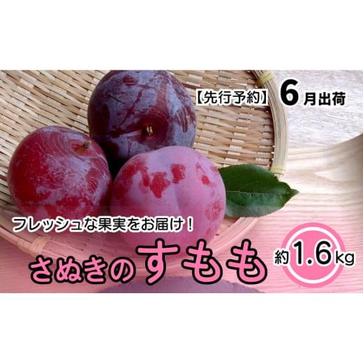 ふるさと納税 香川県 さぬき市 数量限定 飯田桃園 の すもも 1.6kg 収穫 6月出荷予定 スモモ[ 飯田桃園 香川 さぬき市 温暖 瀬戸内のスモモ 6月出荷予定 ]