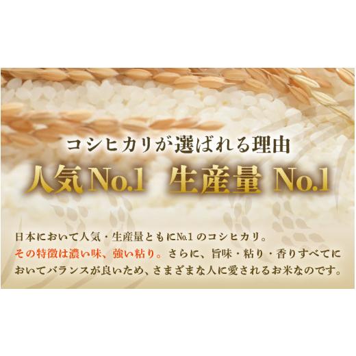 ふるさと納税 米 コシヒカリ 福井県 あわら市  先行予約 令和8年産・新米 一等米 《定期便3回》いっちょらい 精米 10kg × 3回（計30kg）／ 福井県産 ブランド…の画像