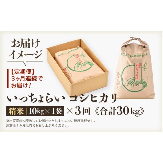 ふるさと納税 米 コシヒカリ 福井県 あわら市  先行予約 令和8年産・新米 一等米 《定期便3回》いっちょらい 精米 10kg × 3回（計30kg）／ 福井県産 ブランド…の画像